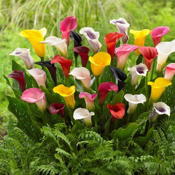 Votaniki Calla Lily Mix Bulbs - Perennial Lily, Versatile & Long-Lasting Addition to Garden | Calla Lily Mixture Bulbs for Planting - Easy to Grow