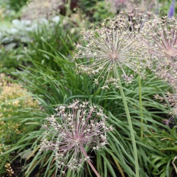 Votaniki Allium Giant Christophii Bulbs - Spectacular Blooms, Perennial Allium Christophii "Ornamental Onion" | Easy to Grow and Low Maintenance