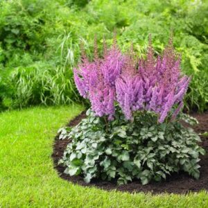 Votaniki Astilbe Sonny Boy - Perennial & Fern Like Foliage, Purple Flowering 'Sonny Boy' Astilbe Bare Root for Planting | Summer Flowers, Easy to Grow