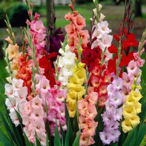 Votaniki Rainbow Gladiolus Mix Bulbs for Planting - Long-Lasting Cut Flower - Easy to Grow and Maintain | Mixed Colors Perennial Gladiolus Flowering Bulbs