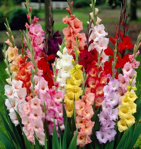 Votaniki Rainbow Gladiolus Mix Bulbs for Planting - Long-Lasting Cut Flower - Easy to Grow and Maintain | Mixed Colors Perennial Gladiolus Flowering Bulbs