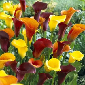 Votaniki Fire Calla Lily Mix Bulbs - Perennial, Long Lasting Bloom, Fire Calla Lily Bulbs for Planting | Bold, Bright Blooms, Easy-to-Grow, Low Maintenance Flower