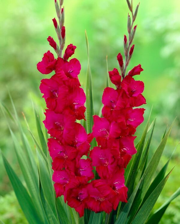 Votaniki Plum Tart Gladiolus Bulbs for Planting - Large Booms, Perennial Gladiolus Plant - Perfect for Garden - Easy to Grow and Low Maintenance