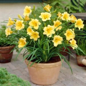 Votaniki Stella d' Oro Daylily Bulbs - Perennial Flower, Bright Blooms | Perfect for Mass Planting & Borders - Easy to Grow