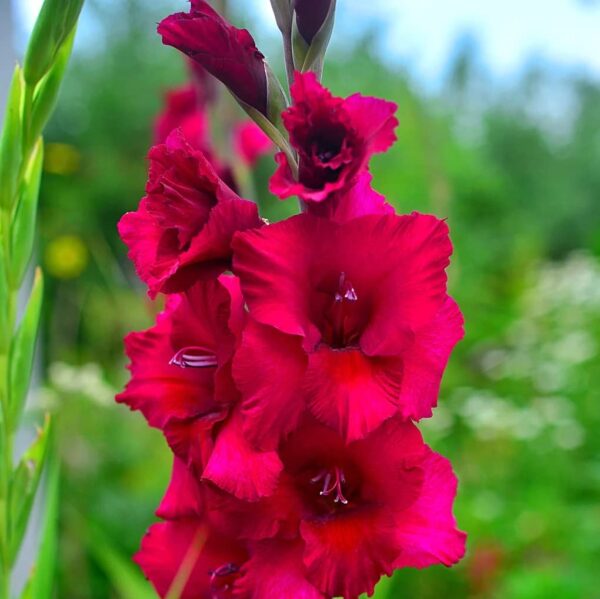 Votaniki Plum Tart Gladiolus Bulbs for Planting - Large Booms, Perennial Gladiolus Plant - Perfect for Garden - Easy to Grow and Low Maintenance