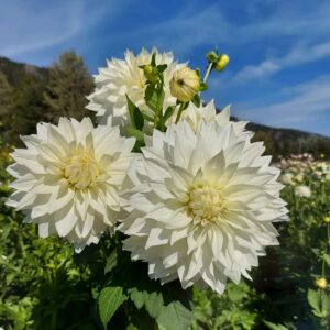 Votaniki Snow Country Dahlia Bulbs - Perennial, Attract Pollinators, Large Blooms, Dinnerplate Dahlia Flower Bulbs for Planting | Easy to Grow