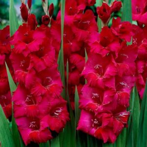 Votaniki Plum Tart Gladiolus Bulbs for Planting - Large Booms, Perennial Gladiolus Plant - Perfect for Garden - Easy to Grow and Low Maintenance