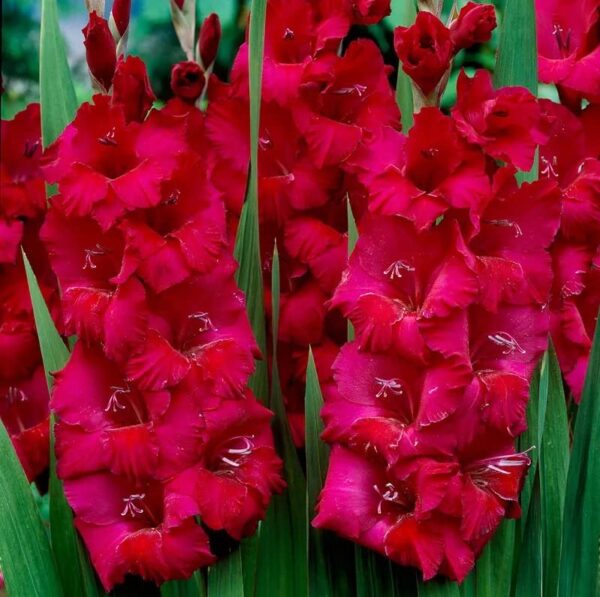 Votaniki Plum Tart Gladiolus Bulbs for Planting - Large Booms, Perennial Gladiolus Plant - Perfect for Garden - Easy to Grow and Low Maintenance