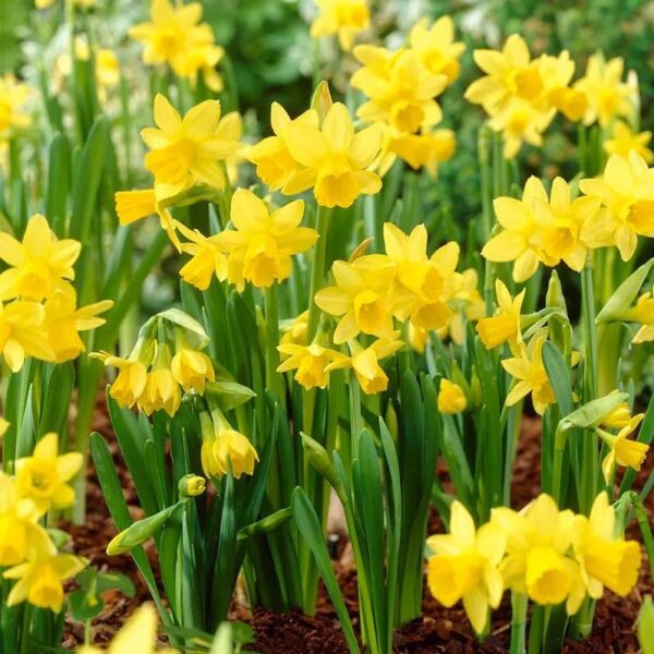 Votaniki Tete A Tete Daffodil Bulbs - Perennial Versatile & Long Lasting Blooms | Narcissi Miniature 'Tete a Tete' Daffodil - Easy to Grow