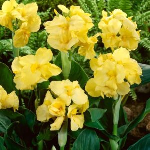 Votaniki Yellow Futurity Dwarf Canna Bulbs - Perennials, Canna x Generalis 'Yellow Futurity' | Great for Borders and Containers, Summer Flowering Bulbs - Easy to Grow