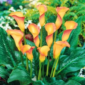 Votaniki Apricot Lady Calla Lily Bulbs - Long Lasting Blooms, Perennial Hybrid Calla Lily Apricot Lady | Perfect Addition to Any Garden