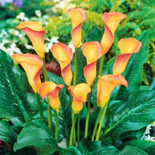 Votaniki Apricot Lady Calla Lily Bulbs - Long Lasting Blooms, Perennial Hybrid Calla Lily Apricot Lady | Perfect Addition to Any Garden