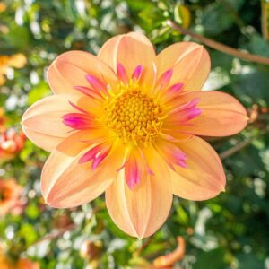 Votaniki Kelsey Annie Joy Dahlia - Pink & Yellow Collarette Dahlia Bulbs | Larger Bloom Dahlia Bulbs for Planting