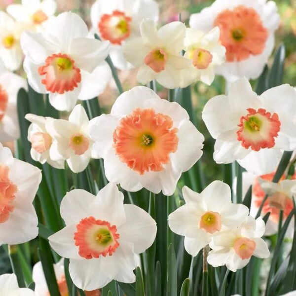 Votaniki Daffodil Pink Mix - Perennial Beauty & Long Lasting Blooms | Daffodil Assorted Pink Mixed Bulbs for Plant - Easy to Grow