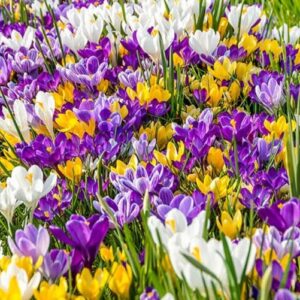 Votaniki Giant Crocus Mix Bulbs - Perennial Crocus for Assorted Colors | Long Lasting Blooms - Easy to Grow Crocus