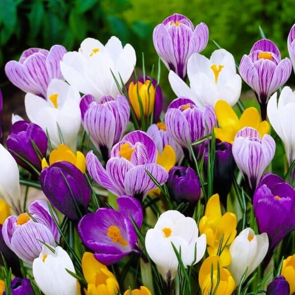 Votaniki Giant Crocus Mix Bulbs - Perennial Crocus for Assorted Colors | Long Lasting Blooms - Easy to Grow Crocus