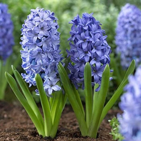 Votaniki Hyacinth Shades of Blue Mix Bulbs - Perennial Orientalis Hyacinth | Long Lasting Beauty, Fragrant Blooms - Easy to Grow Hyacinth