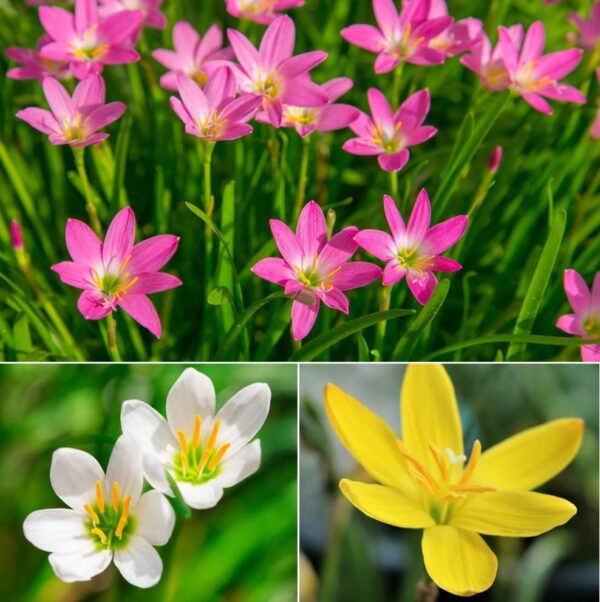 Votaniki Rain Lily Mix Bulbs - Zephranthes Mix, Perennial Lily | Vibrant Blooms for Low Maintenance Gardens | Long-Lasting Blooms - Lily Flowering Bulbs, Easy to Grow