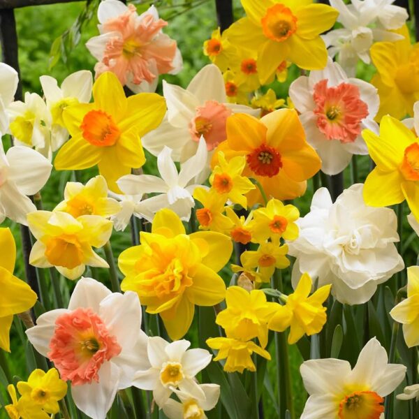 Votaniki Daffodil Long Lasting Fragrant Mix Bulbs - Perennial Narcissi Daffodil | Perfect for Naturalizing - Easy to Grow and Low Maintenance