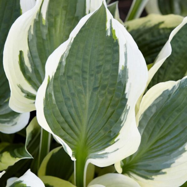 Votaniki Minuteman Hosta - Gorgeous Foliage, Perennial, Fast Growing - Hosta Bare Root Ready to Plant | Low Maintenance & Easy to Grow