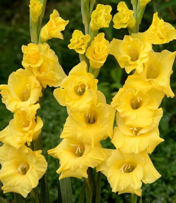 Votaniki Nova Lux Gladiolus Bulbs - Perennial, Attract Pollinators, Large Blooms, Gladiolus Flowering Bulbs for Planting - Low Maintenance and Easy to Grow