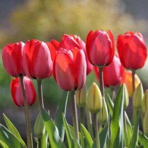 Votaniki Red Impression Tulip Bulbs - Large Blooms, Perennial Red Impression Tulip 'Darwin Hybrid' | Long Lasting Flowers, Red Tulip - Easy to Grow