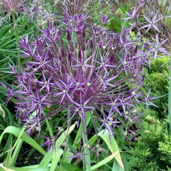 Votaniki Allium Giant Christophii Bulbs - Spectacular Blooms, Perennial Allium Christophii "Ornamental Onion" | Easy to Grow and Low Maintenance