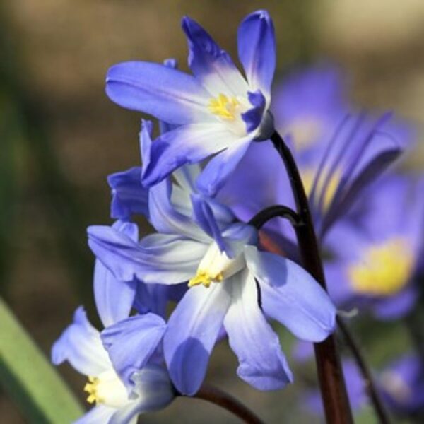 Votaniki Chionodoxa Luciliae Bulbs - Perennial and Stunning Spring Flowers | Perfect Addition to Any Garden - Glory of The Snow Flowering Bulbs