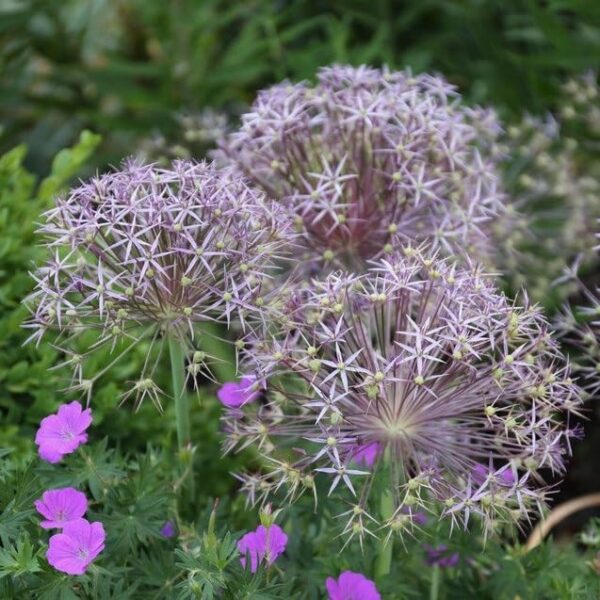 Votaniki Allium Giant Christophii Bulbs - Spectacular Blooms, Perennial Allium Christophii "Ornamental Onion" | Easy to Grow and Low Maintenance