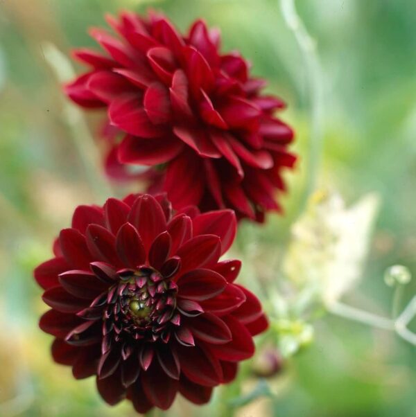 Votaniki Dahlia Dinnerplate High Summer Mix Tubers - Vibrant and Colorful Addition to Any Garden - Perennial High Summer Dahlia Tubers for Planting | Easy to Grow & Low Maintenance