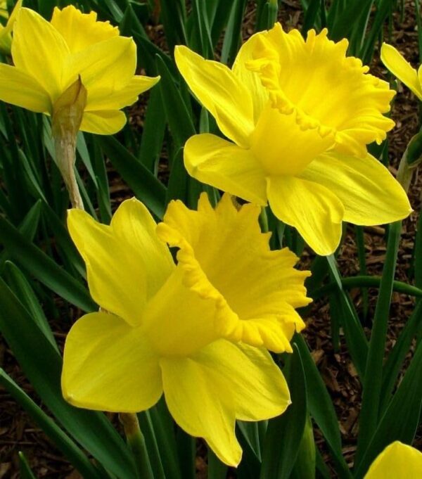 Votaniki Yellow Trumpet Daffodil - Perennial & Large Flowers, Narcissus Trumpet 'Improved King Alfred' (Yellow Daffodil) | Perfect for Garden Beds, Container, Borders, and Cutting Gardens