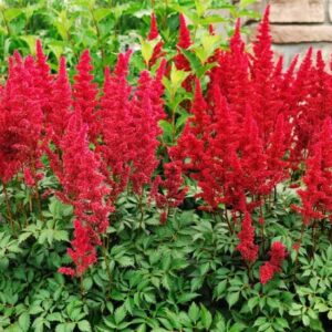 Votaniki Astilbe Montgomery Bare Root - Perennial, Large Blooms, Astilbe Root for Planting | Perfect for Any Gardens - Easy to Grow, Low Maintenance Flower