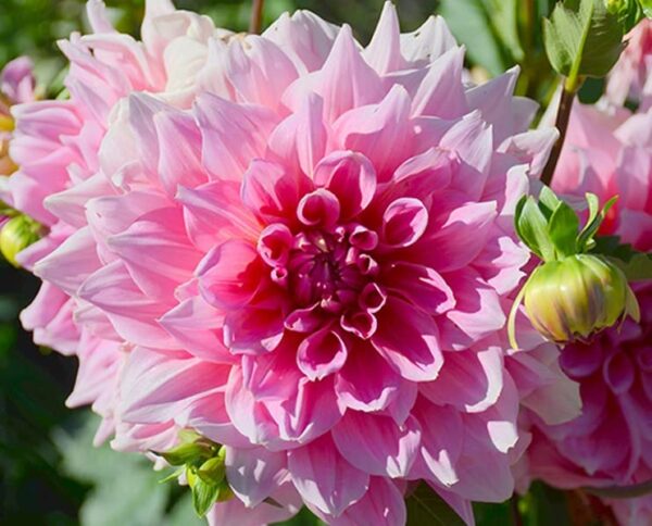 Votaniki Dahlia Dinnerplate High Summer Mix Tubers - Vibrant and Colorful Addition to Any Garden - Perennial High Summer Dahlia Tubers for Planting | Easy to Grow & Low Maintenance