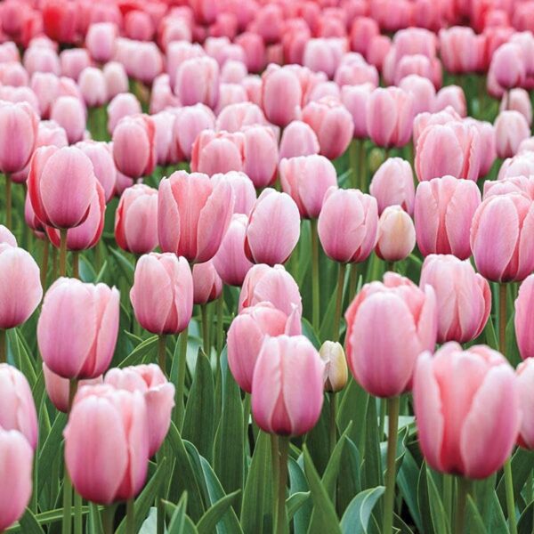 Votaniki Tulip Salmon Impression Bulbs - Perennial & Large Blooms, Darwin Hybrid Tulips 'Salmon Impression' | Tulip Bulbs for Planting - Easy to Grow