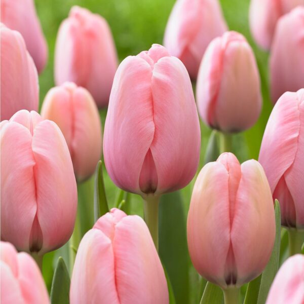 Votaniki Tulip Salmon Impression Bulbs - Perennial & Large Blooms, Darwin Hybrid Tulips 'Salmon Impression' | Tulip Bulbs for Planting - Easy to Grow