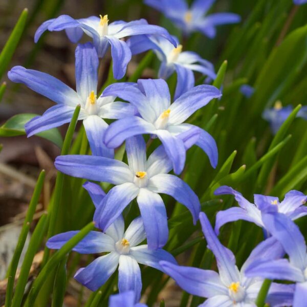 Votaniki Chionodoxa Luciliae Bulbs - Perennial and Stunning Spring Flowers | Perfect Addition to Any Garden - Glory of The Snow Flowering Bulbs