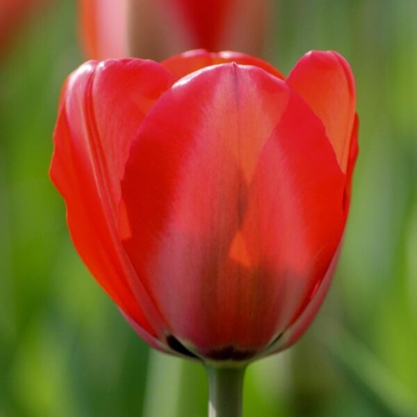 Votaniki Red Impression Tulip Bulbs - Large Blooms, Perennial Red Impression Tulip 'Darwin Hybrid' | Long Lasting Flowers, Red Tulip - Easy to Grow