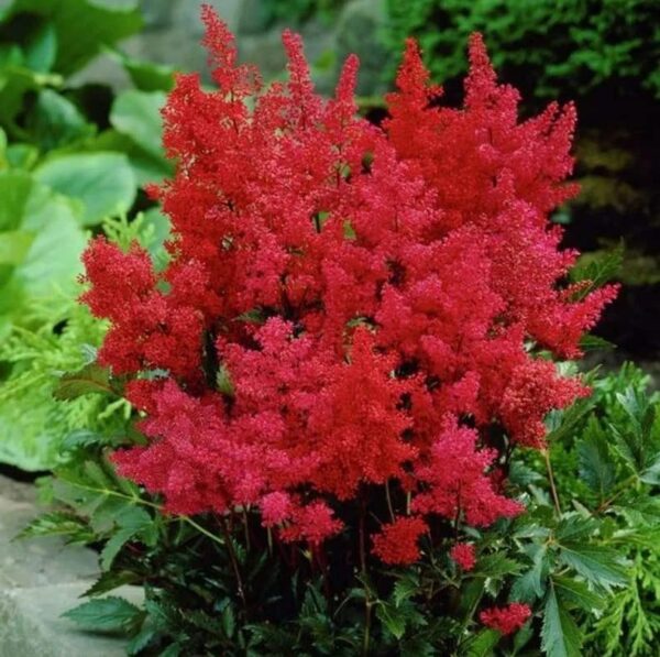 Votaniki Astilbe Montgomery Bare Root - Perennial, Large Blooms, Astilbe Root for Planting | Perfect for Any Gardens - Easy to Grow, Low Maintenance Flower