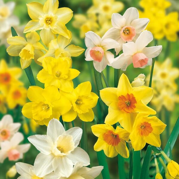 Votaniki Daffodil Long Lasting Fragrant Mix Bulbs - Perennial Narcissi Daffodil | Perfect for Naturalizing - Easy to Grow and Low Maintenance