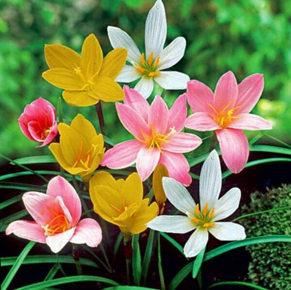 Votaniki Rain Lily Mix Bulbs - Zephranthes Mix, Perennial Lily | Vibrant Blooms for Low Maintenance Gardens | Long-Lasting Blooms - Lily Flowering Bulbs, Easy to Grow