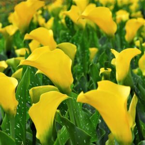 Votaniki Yellow Gold Calla Lily Bulbs - Perennial Zantedeschia Flower - Lily Flowering Bulbs | Vibrant Yellow Blooms - Perfect for Any Garden