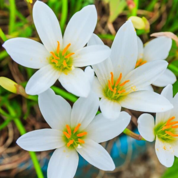 Votaniki White Rain Lily Bulbs - Long Lasting Flowers, Perennial Lily (Zephyranthes Citrina) | Beautiful Trumpet Shaped Blooms - Easy to Grow and Low Maintenance