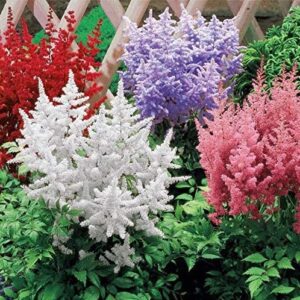 Votaniki Astilbe Mix Bulbs - Astilbe Plants Mixed Colors | Perennial Flower Bulbs, Nonstop Blooms, Large Astilbe Flower | Hardy, Long-Lived, and Easy to Maintain