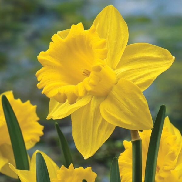 Votaniki Yellow Trumpet Daffodil - Perennial & Large Flowers, Narcissus Trumpet 'Improved King Alfred' (Yellow Daffodil) | Perfect for Garden Beds, Container, Borders, and Cutting Gardens