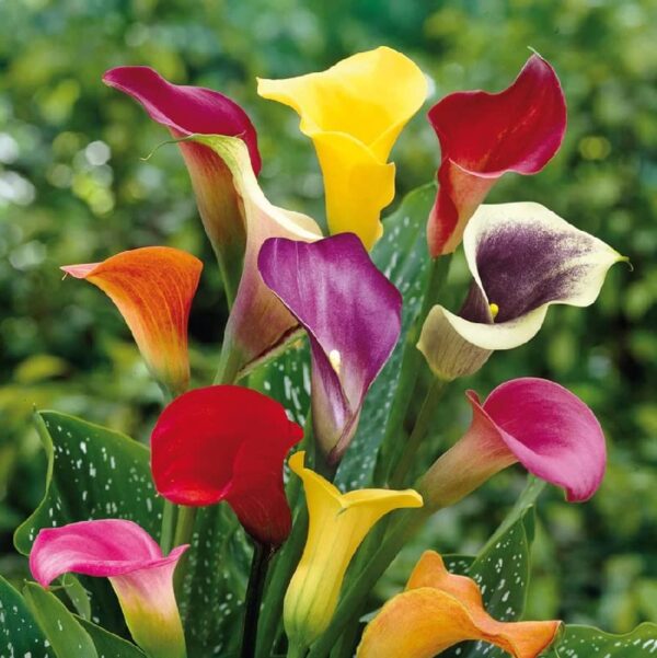 Votaniki Calla Lily Mix Bulbs - Perennial Lily, Versatile & Long-Lasting Addition to Garden | Calla Lily Mixture Bulbs for Planting - Easy to Grow