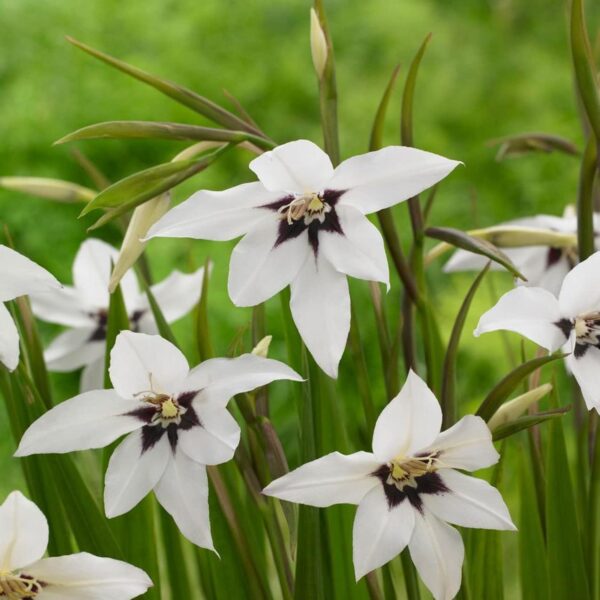 Votaniki Acidanthera Murielae Bulbs - Versatility, Fragrant Blooms, Perennial Peacock Orchid Flower Bulbs for Planting | Low Maintenance Garden Flowers