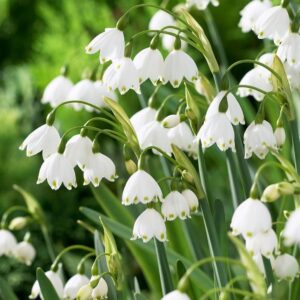 Votaniki Gravetye Giant Leucojum Bulbs - Perennial Leucojum Aestivum (Summer Snowflake) | Bell Shaped White Flowers - Easy to Grow