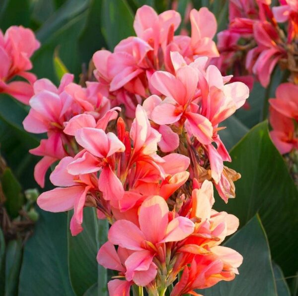 Votaniki City of Portland Canna Bulbs - Perennial, Long Blooming Canna Bulbs for Planting | Perfect for Garden Beds, Borders, and Containers- Hardy and Low Maintenance - Easy to Grow