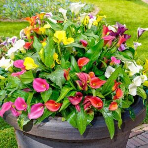 Votaniki Calla Lily Mix Bulbs - Perennial Lily, Versatile & Long-Lasting Addition to Garden | Calla Lily Mixture Bulbs for Planting - Easy to Grow