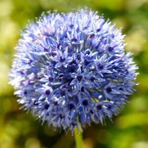 Votaniki Persian Blue Allium (Allium Azureum) – Perennial & Fragrant Blooms, Allium Bulbs for Planting | Striking Blue Spherical Blooms for Late Spring & Early Summer Gardens – Easy to Grow